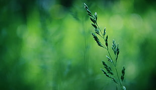 close-up photo of grain plant HD wallpaper